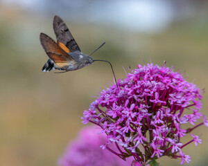 Taubenschwänzchen trinkt gerne den Nektar der Spornblume