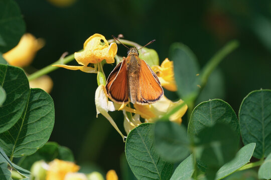 A yellow skipper on a plant with yellow flowers. Yellow butterfly on the colutea plant.