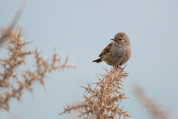Heckenbraunelle macht es sich auf einem dornigen Strauch gemütlich
