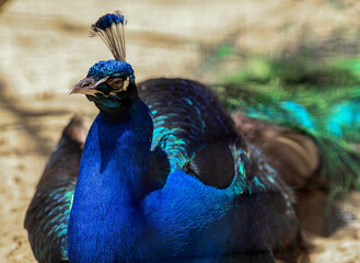 Peacock at the Varna Zoo (Bulgaria)
