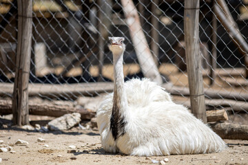 Birds at the Varna Zoo (Bulgaria)
