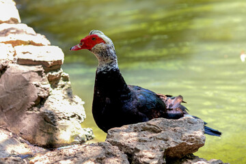 Ducks at the Varna Zoo (Bulgaria)
