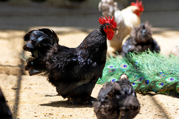 Birds at the Varna Zoo (Bulgaria)
