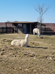 sheep on a farm