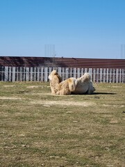 camel