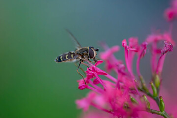 Schwebfliege beim Nektar trinken