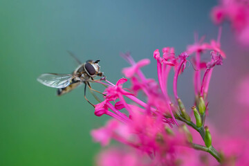 Schwebfliege