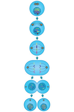 diagram of stages of mitosis in animal cells