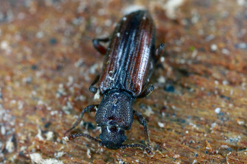 Bothrideres bipunctatus Family Bothrideridae (Dry bark beetles) wild nature insect photography. A...