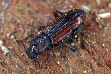 Bothrideres bipunctatus Family Bothrideridae (Dry bark beetles) wild nature insect photography. A rare and naturally valuable species of insect.