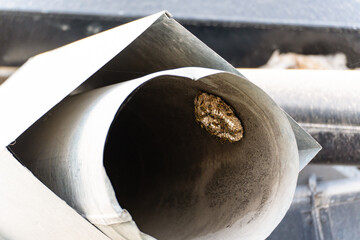 The nest of European paper wasp (Polistes dominula) in the form of a single open honeycomb,  built in a tin pipe, the number of wasps in such nests is small.