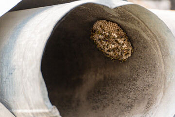 The nest of European paper wasp (Polistes dominula) in the form of a single open honeycomb,  built in a tin pipe, the number of wasps in such nests is small, close-up.