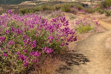 Flora of Gran Canaria - Salvia canariensis, Canary Island sage, complete plant view