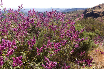 Flora of Gran Canaria - Salvia canariensis, Canary Island sage, complete plant view