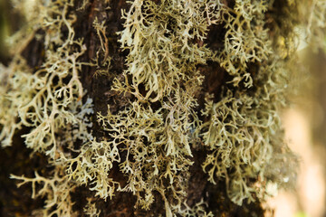 Biota of Gran Canaria - oakmoss,  Evernia prunastri, on small tree branches