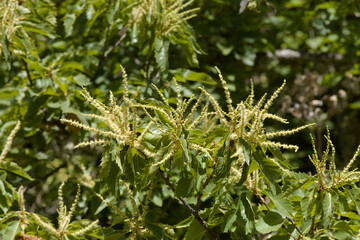Flora of Gran Canaria - Castanea sativa, the sweet chestnut, introduced species, flowers, natural background