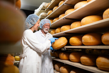 Food technologists checking quality of cheese dairy products in factory storage room. In background...