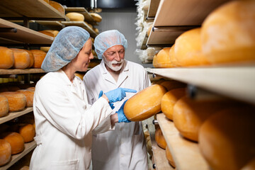 Cheese production. Food technologists discussing about quality of cheese wheels ripening on the...