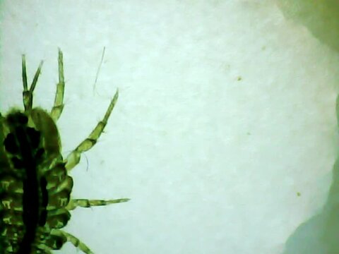 Aquatic sowbug (Asellus aquaticus) on a microscope glass