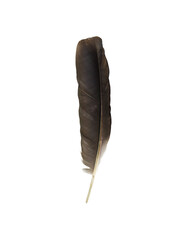 Black feather standing upright with detailed texture on a white background