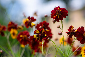 Creopsis tinctoria garden golden tickseed bright yellow and red flowers in bloom, calliopsis ornamental flowering plant