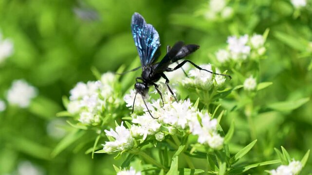 blue mud dauber wasp flies from flower to flower pollinating the the process
