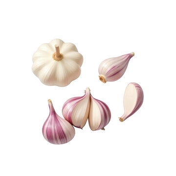Fresh garlic bulb and cloves with purple streaks isolated on transparent background