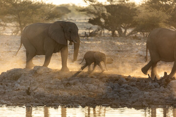 An elephant herd  containing mother and small calfs walk briskly towards the Okakuejo Water Hole,...