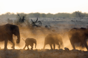 An elephant herd  containing mother and small calfs walk briskly towards the Okakuejo Water Hole,...