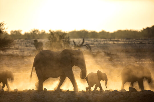 An elephant herd  containing mother and small calfs walk briskly towards the Okakuejo Water Hole, Etosha national Park, Namibia.