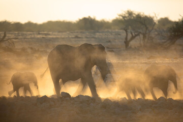 An elephant herd  containing mother and small calfs walk briskly towards the Okakuejo Water Hole,...