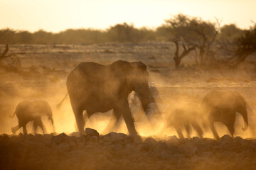 An elephant herd  containing mother and small calfs walk briskly towards the Okakuejo Water Hole,...