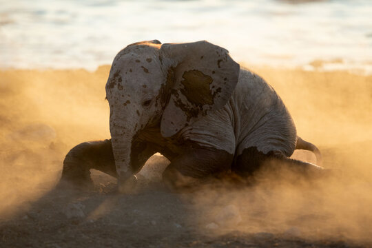 A baby desert elephant calf rolls in the dust at Okaukuejo, Etosha National Park, Namibia.