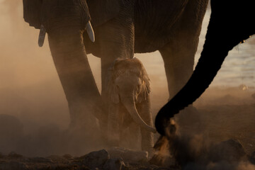 A very young elephant calf plays under its mother in a versy dusty sunset, Okakuejo, Etosha...