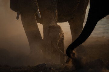 A very young elephant calf plays under its mother in a versy dusty sunset, Okakuejo, Etosha...