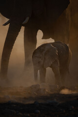 A very young elephant calf plays under its mother in a versy dusty sunset, Okakuejo, Etosha...