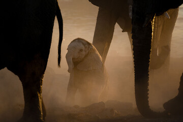 A very young elephant calf plays under its mother in a versy dusty sunset, Okakuejo, Etosha...