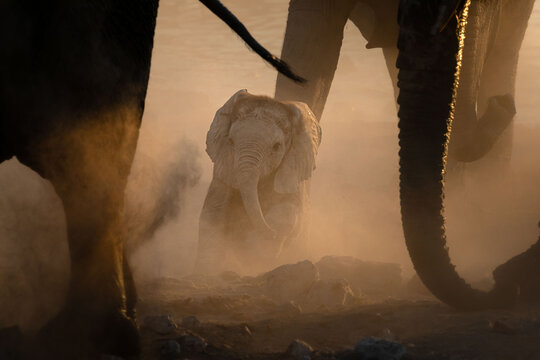 A very young elephant calf plays under its mother in a versy dusty sunset, Okakuejo, Etosha national Park, Namibia.
