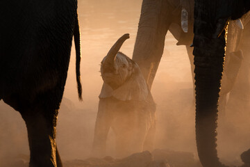 A very young elephant calf plays under its mother in a versy dusty sunset, Okakuejo, Etosha...