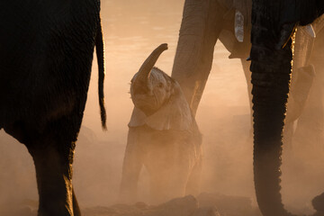 A very young elephant calf plays under its mother in a versy dusty sunset, Okakuejo, Etosha...