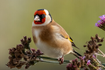Goldfinch
