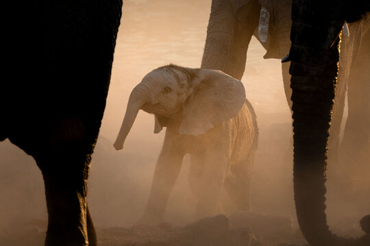 A very young elephant calf plays under its mother in a versy dusty sunset, Okakuejo, Etosha national Park, Namibia. - Powered by Adobe