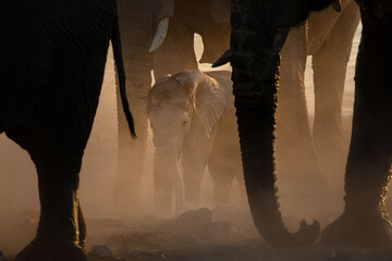 A very young elephant calf plays under its mother in a versy dusty sunset, Okakuejo, Etosha...