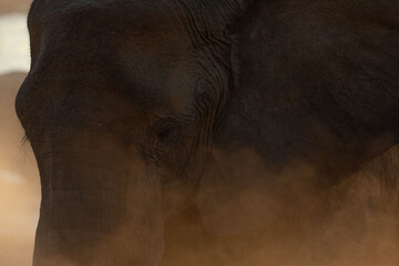 The dusty profile of a desert Elephant at Okakuejo, Etosha National Park, Namibia.