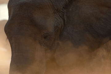 A large desert Elephant bathes in the dust at Okakuejo, Etosha National Park, Namibia.
