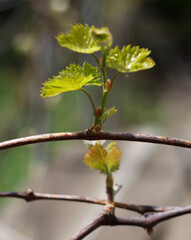 Rod branch with small growing leaves