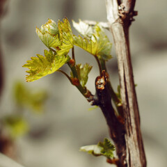 Rod branch with small growing leaves