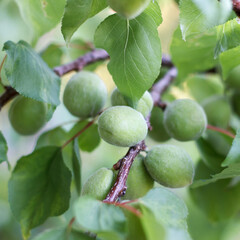 green apricots on a branch