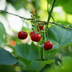 ripe sweet cherry and green grapes