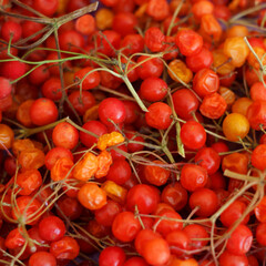 Broken red guelder-rose dries